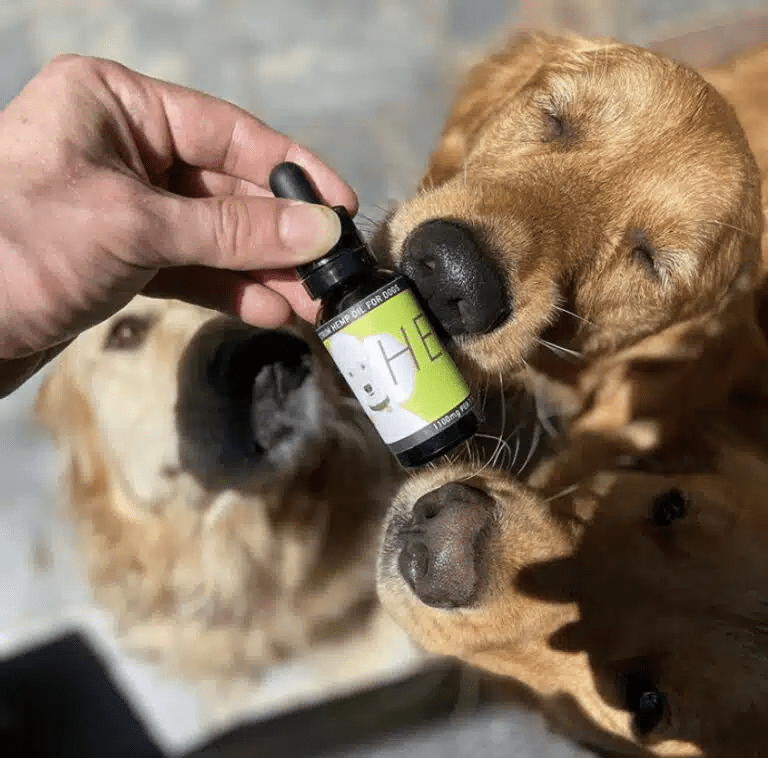 CBD for Dog Seizures: A Comprehensive Guide to Canine Epilepsy Relief<br>